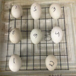 Unhatched eggs with numbers 1-7 written on them