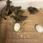 Five of the seven eggs have hatched showing five baby ducks and two unhatched eggs.